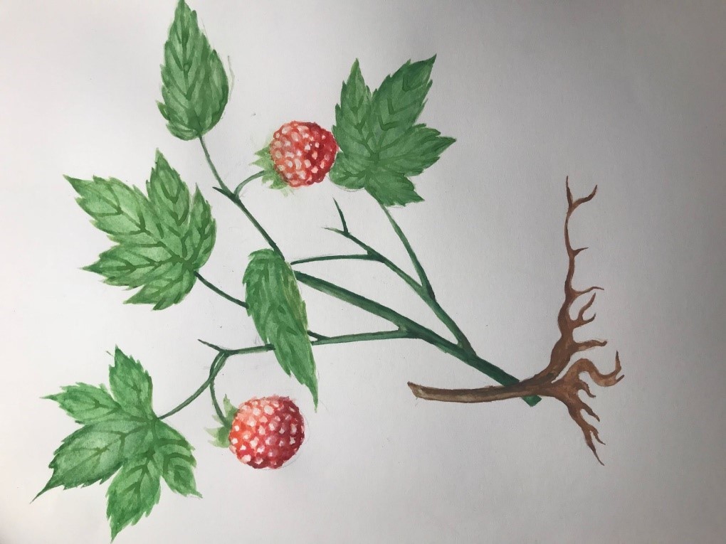 掌叶覆盆子简介